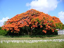 220px-Delonix_regia_01.jpg