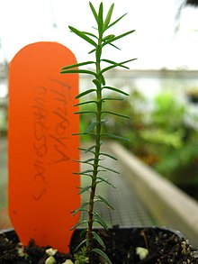 220px-Fitzroya_cupressoides_seedling.jpg