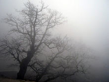 220px-Fog.jpg