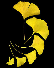 220px-GinkgoLeaves.jpg