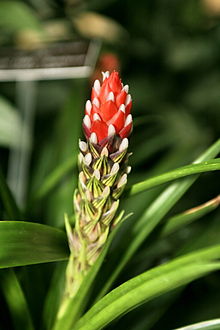 220px-Guzmania_monostachia_var._alba.jpg