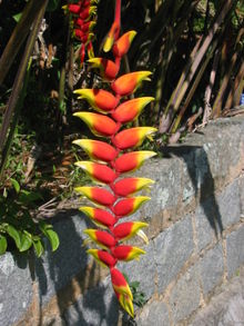 220px-Heliconia_rostrata1.jpg