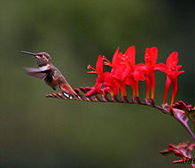 220px-Hummingbird-_among_and_Crocosmia.jpg