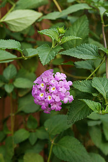 220px-Lantana_montevidensis_01.JPG