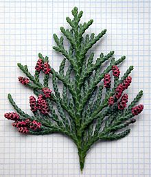 220px-Lawson_cypress_male_cones.jpg