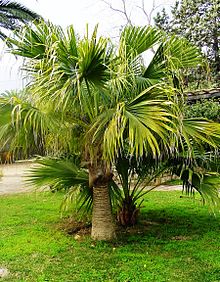 220px-Livistona-chinensis-Palermo01.jpg