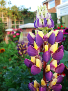 220px-Lupinus_polyphyllus_hybrid.png