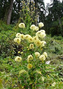 220px-Meconopsis_autumnalis_P.Egan.jpg