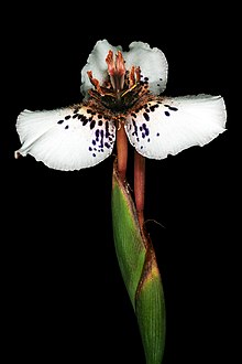 220px-Moraea_atropunctata_1DS-II_3-5701.jpg
