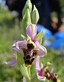 220px-Ophrys_scolopax_ssp_scolopax_b.JPG