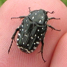 220px-Oxythyrea_funesta4.jpg