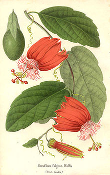 220px-Passiflora_coccinea.jpg