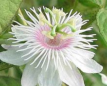 220px-Passion-flower-kerala.jpg