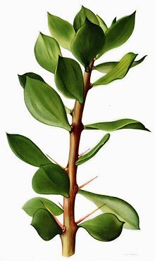 220px-Pereskiopsis_chapistle_-_Britton.jpg