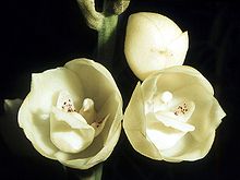 220px-Peristeria_elata_Orchi_11.jpg