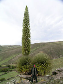 220px-Puya_raimondii_h%C3%A1bito.jpg