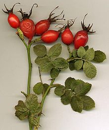 220px-Rosa_canina_hips.jpg