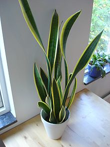 220px-Snake_plant.jpg