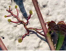 220px-Wilder_wein_02.jpg