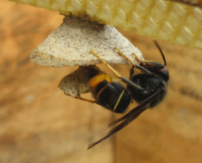 223px-Vespa-velutina-starting-nest.png