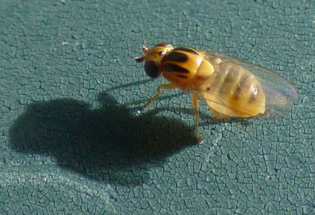 22480847979_3bb4832a0e_z.jpg