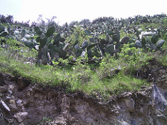 2257384365_b5e87c4b36_m.jpg