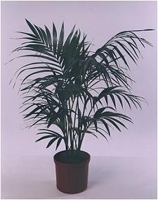 225_kentia.jpg