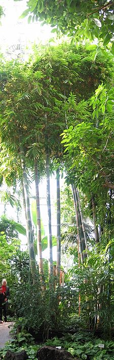 225px-Bambus_berlin_botanischer_garten.jpg