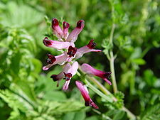 225px-Fumaria_spec.JPG