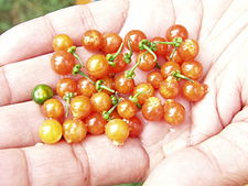 225px-Makoi_or_Solanum_nigrum_berries.jpg