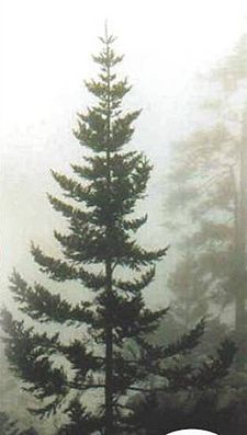 225px-Pinabete.jpg