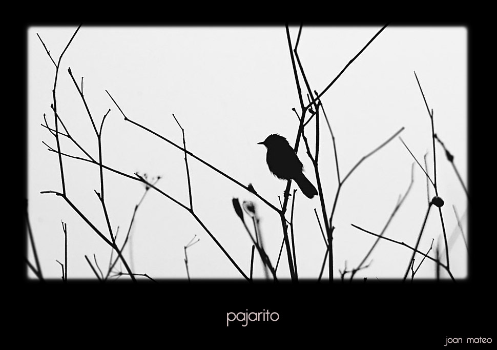22738d1210885111-pajarito-pajarito.jpg