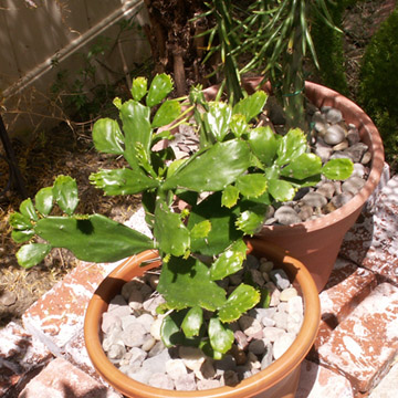 2291_Brasiliopuntia_brasiliensis_mten6_2.jpg