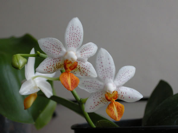 23-03-08-090jpg-Phal-Mini-Mark.jpg