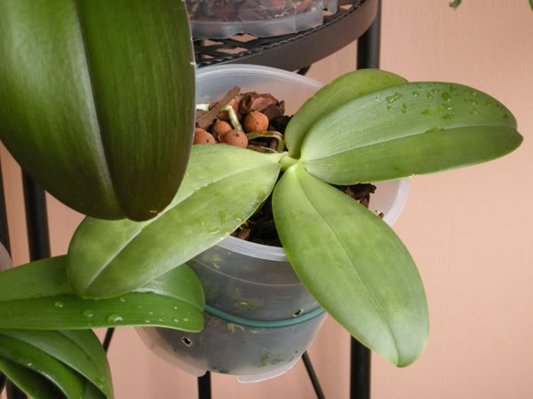 23-06-09-010jpg-Bellina-planta.jpg