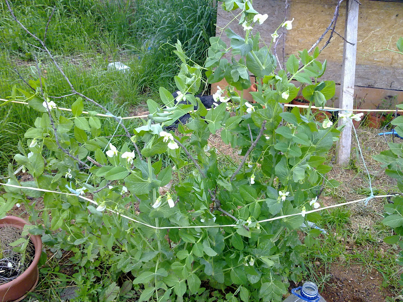 23032011163.jpg