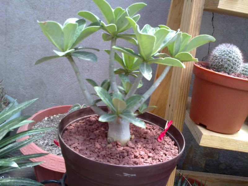 23062012430.jpg