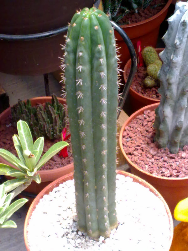 23062012455.jpg