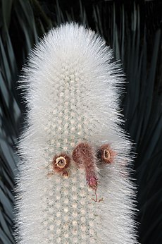 230px-Cleistocactus_strausii_%28Heese%29_Backeb.jpg