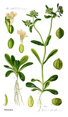 230px-Illustration_Valerianella_locusta0.jpg