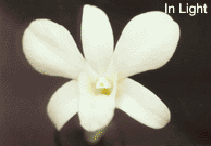 2315d1127275746-glow-dark-orchids-2003dec14-1.gif