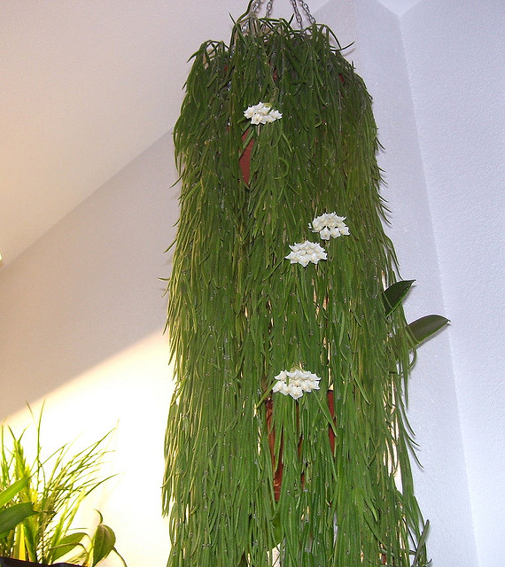 2323139467_9896cb2138_z.jpg