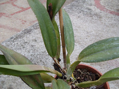 2328114807_09a3fc0510_m.jpg