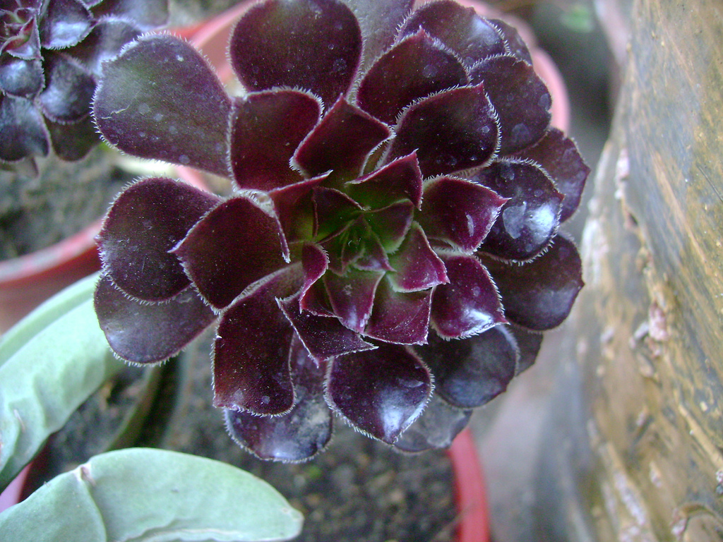 2332518930_de6925d382_b.jpg