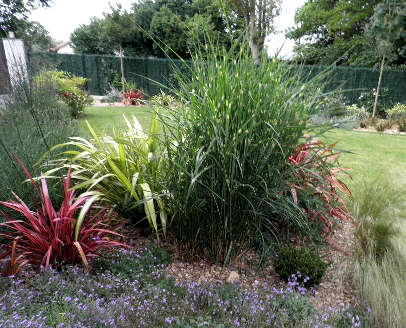 23626d1305671267-parece-que-el-otono-ya-esta-aqui-miscanthus-en-mayo.jpg