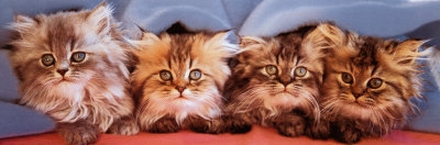 2390-4678~Cats-Under-Blanket-Posters.jpg