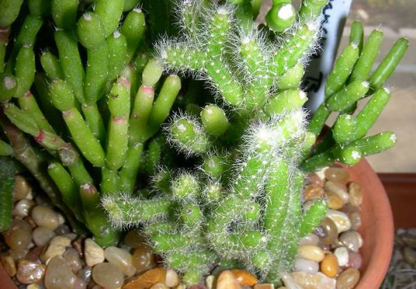 2394_Hatiora_salicornioides_GA_Seller_closeup_1.jpg