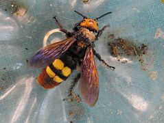 239px-Megascolia_Maculata_-_GFI_2012-06-17_-_01.jpg