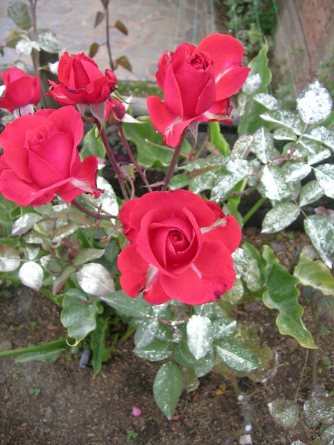23_enero_07--_032.jpg