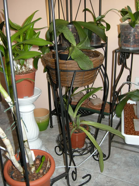 24-02-09-002jpg-rincn-orquis.jpg